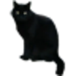 blackcatsticker android application logo